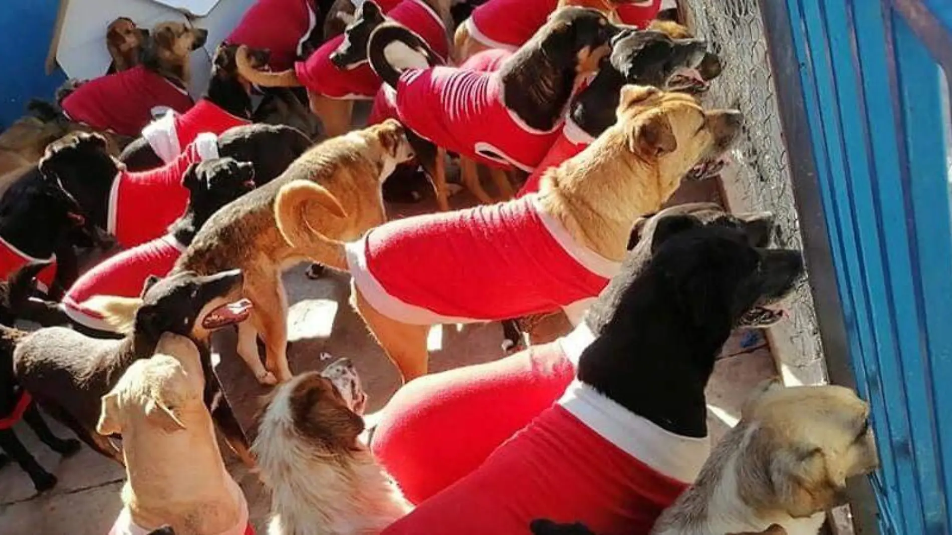 perritos posada